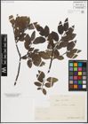 Foto von Salix myrsinifolia Salisb.
